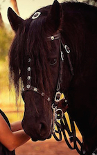 BAROQUE TACK  Military Bridle